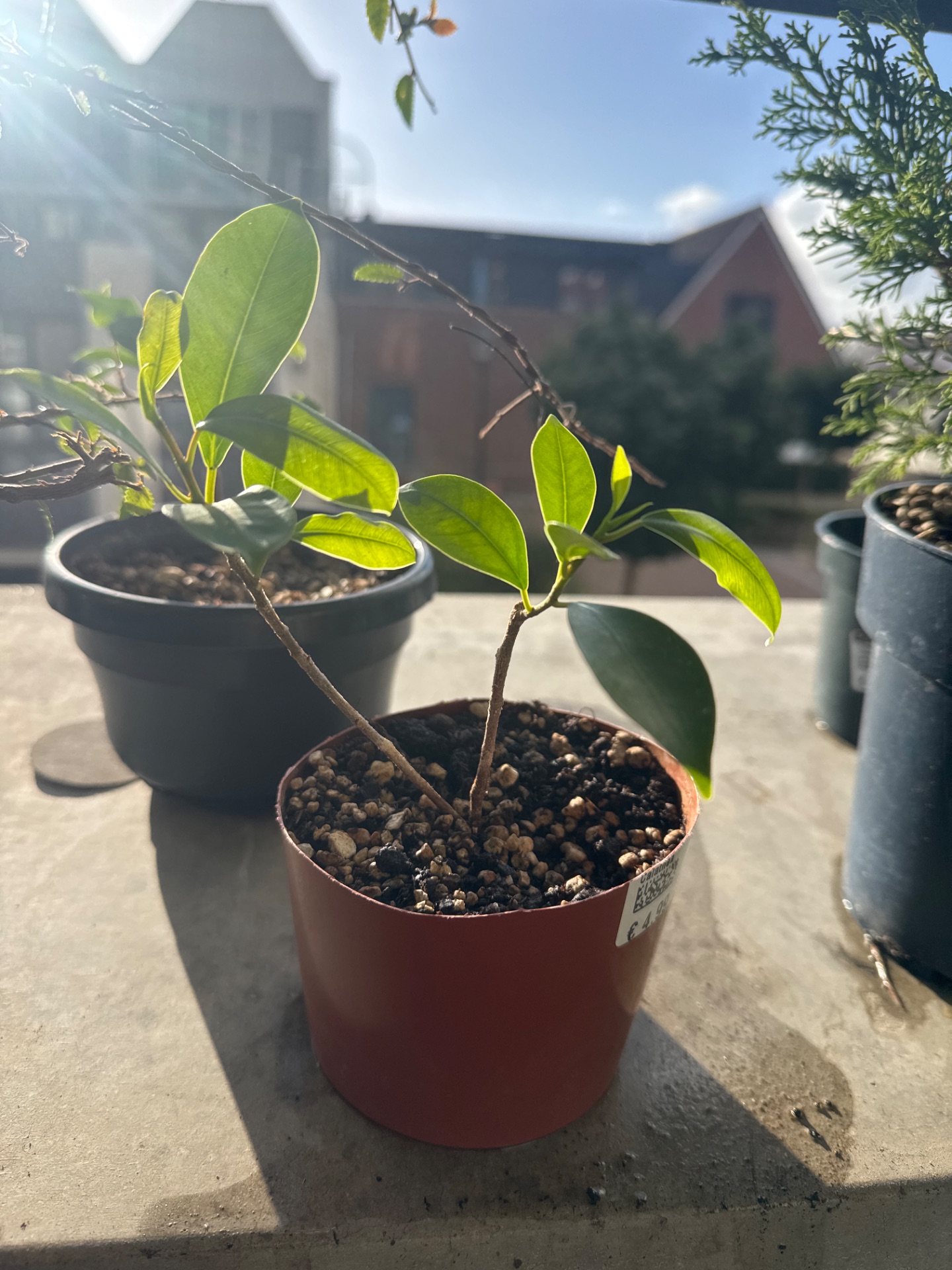 Ficus cutting 4 · note