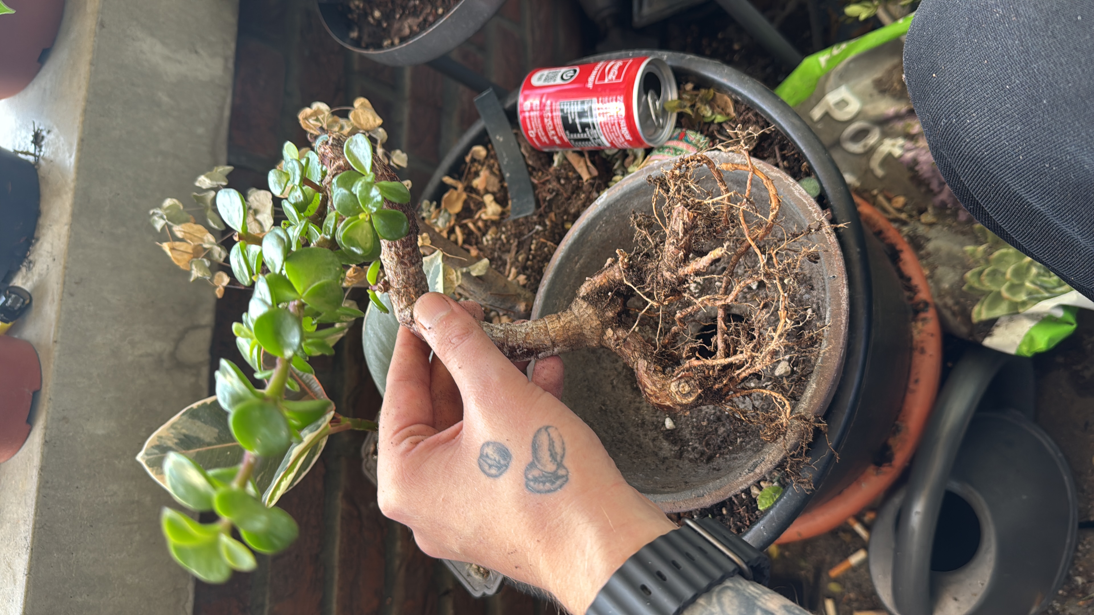 Port afra 1 · repotting (before)