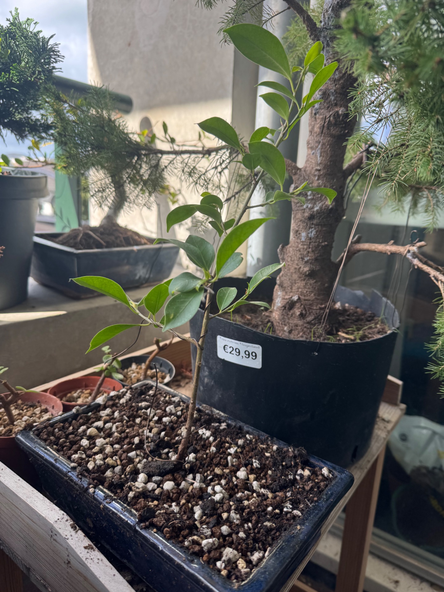 Ficus cutting · watering