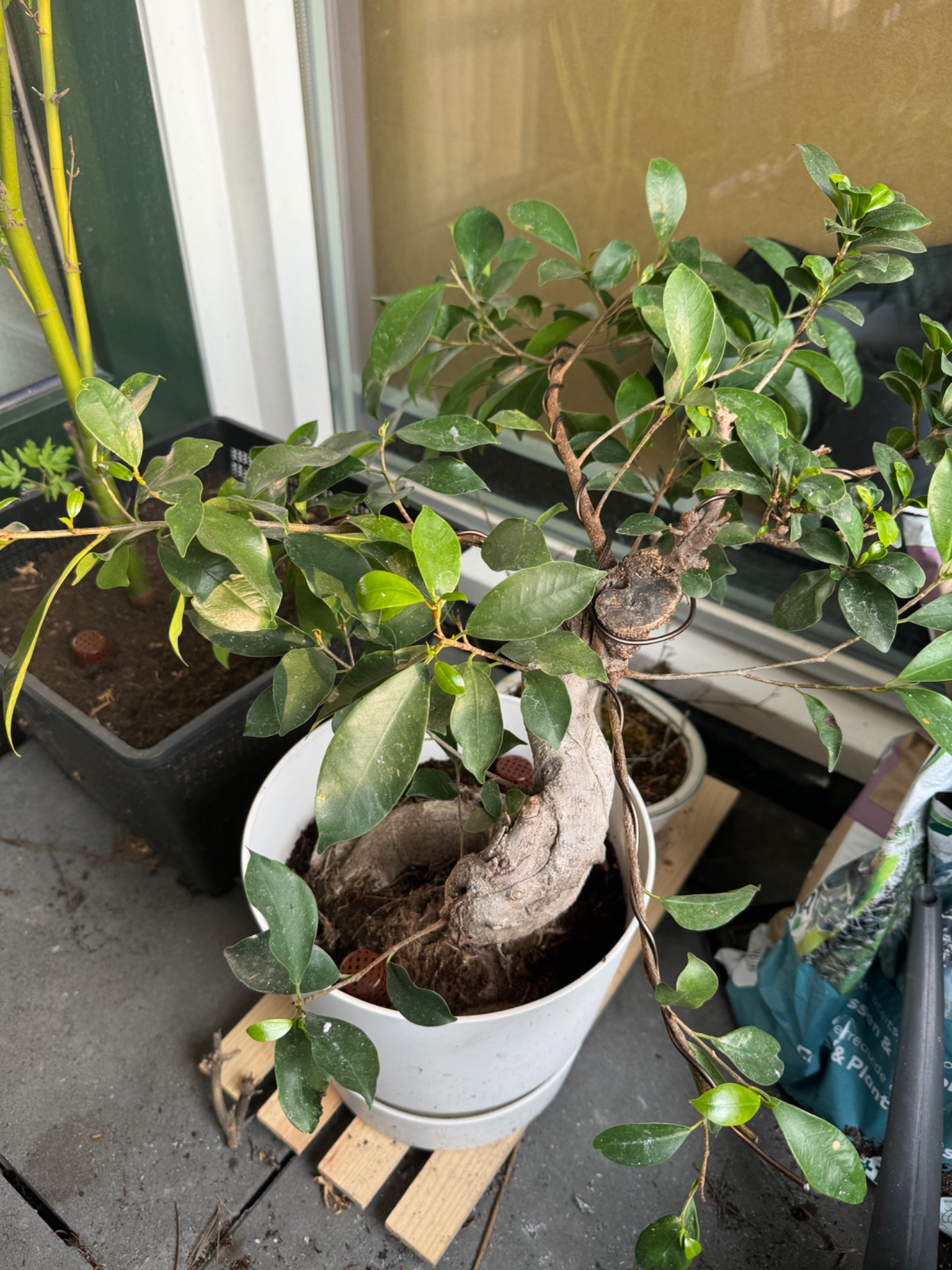 Big Ficus · watering