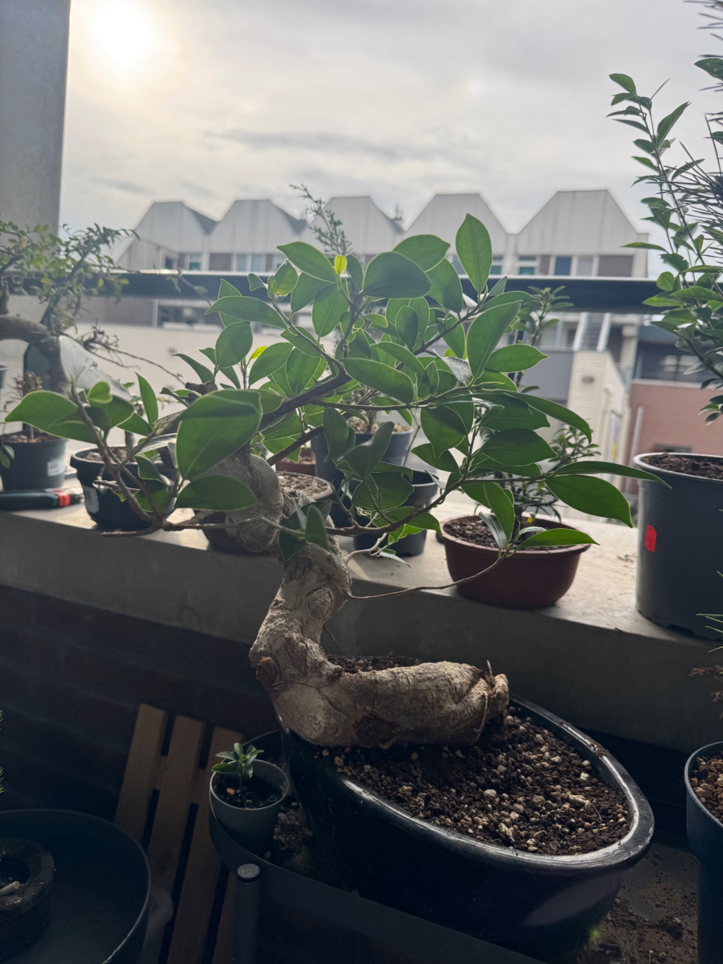 Big Ficus · fertilizing