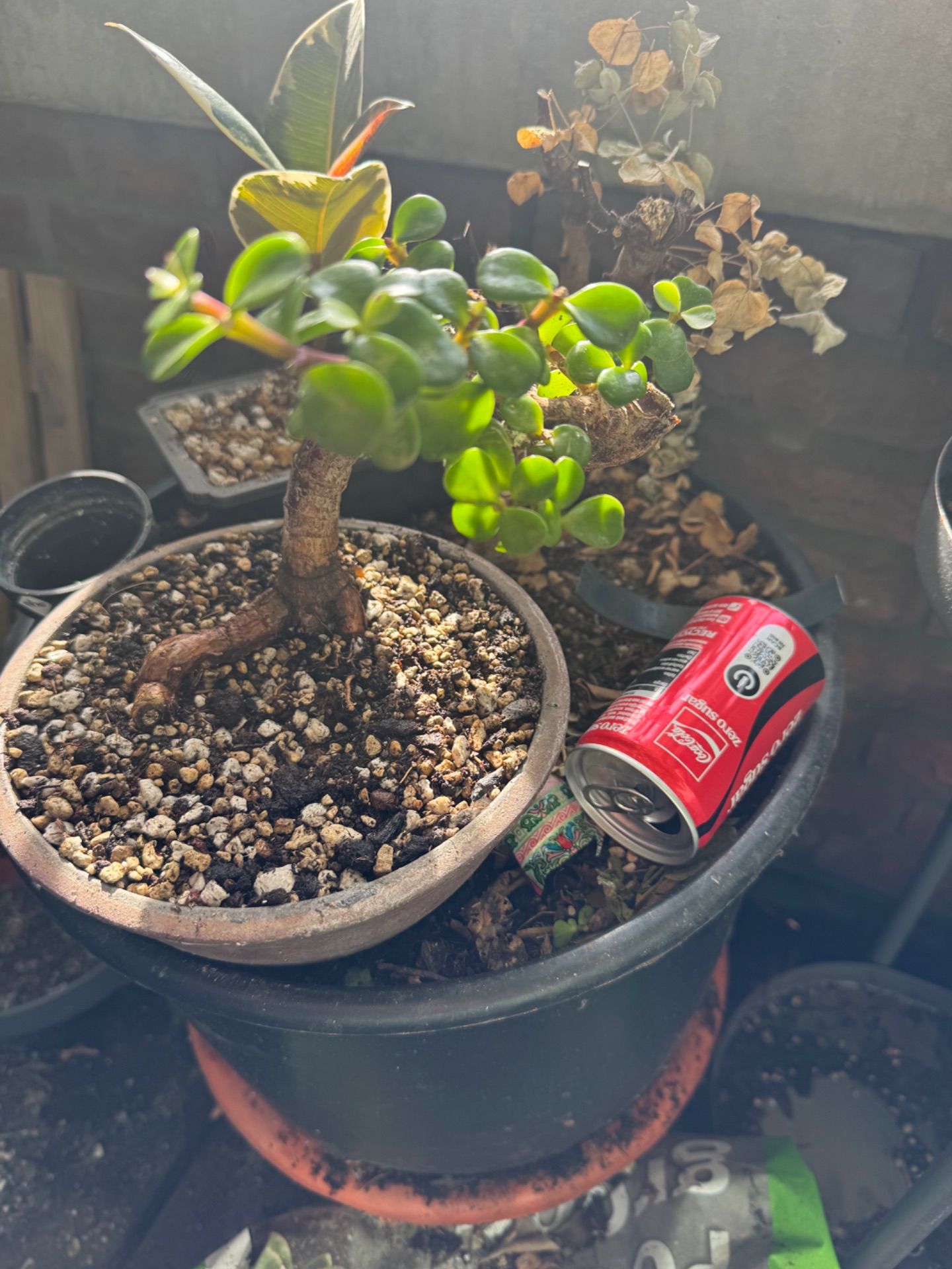 Port afra 1 · repotting (after)